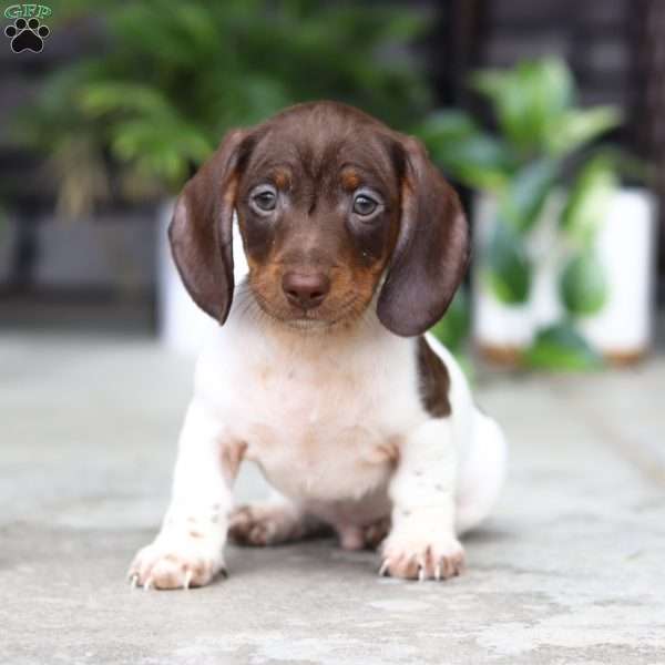 Jackson, Dachshund Puppy